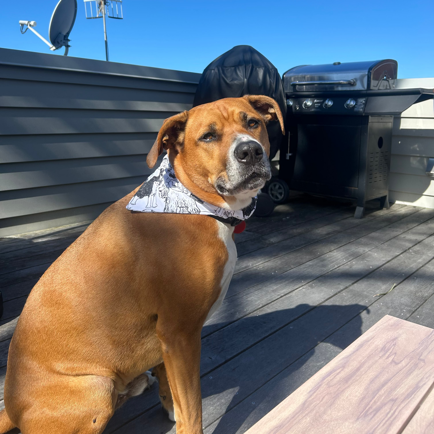 Shaggy Pup, Scrunchy Dog Bandana