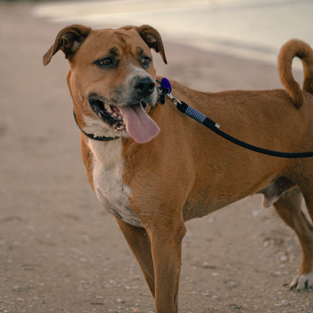 Brown dog on a leash standing on a sandy beach surface