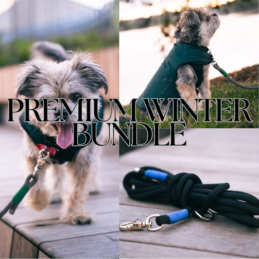 Dog wearing a winter bundle with a leash, set against a natural background.