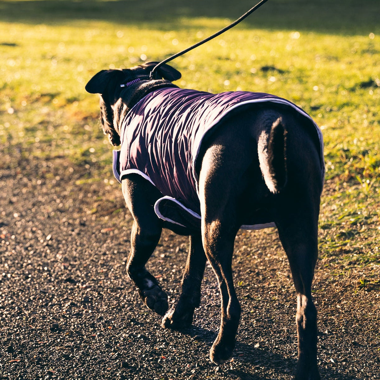 Snout & About Slip Lead