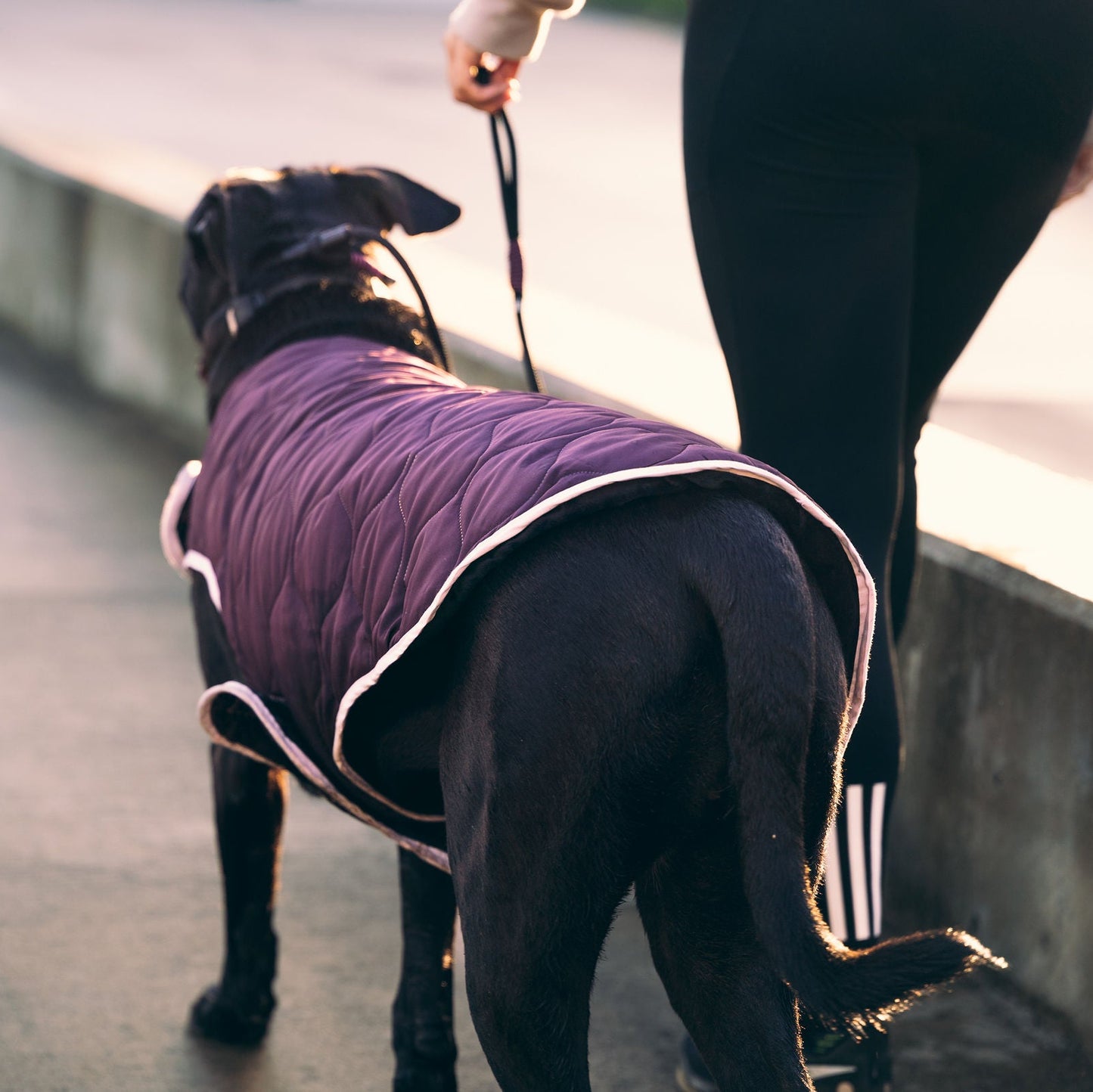 Winter Walks Bundle - Extra Large