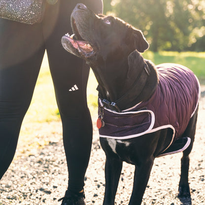 Winter Walks Bundle - Extra Large