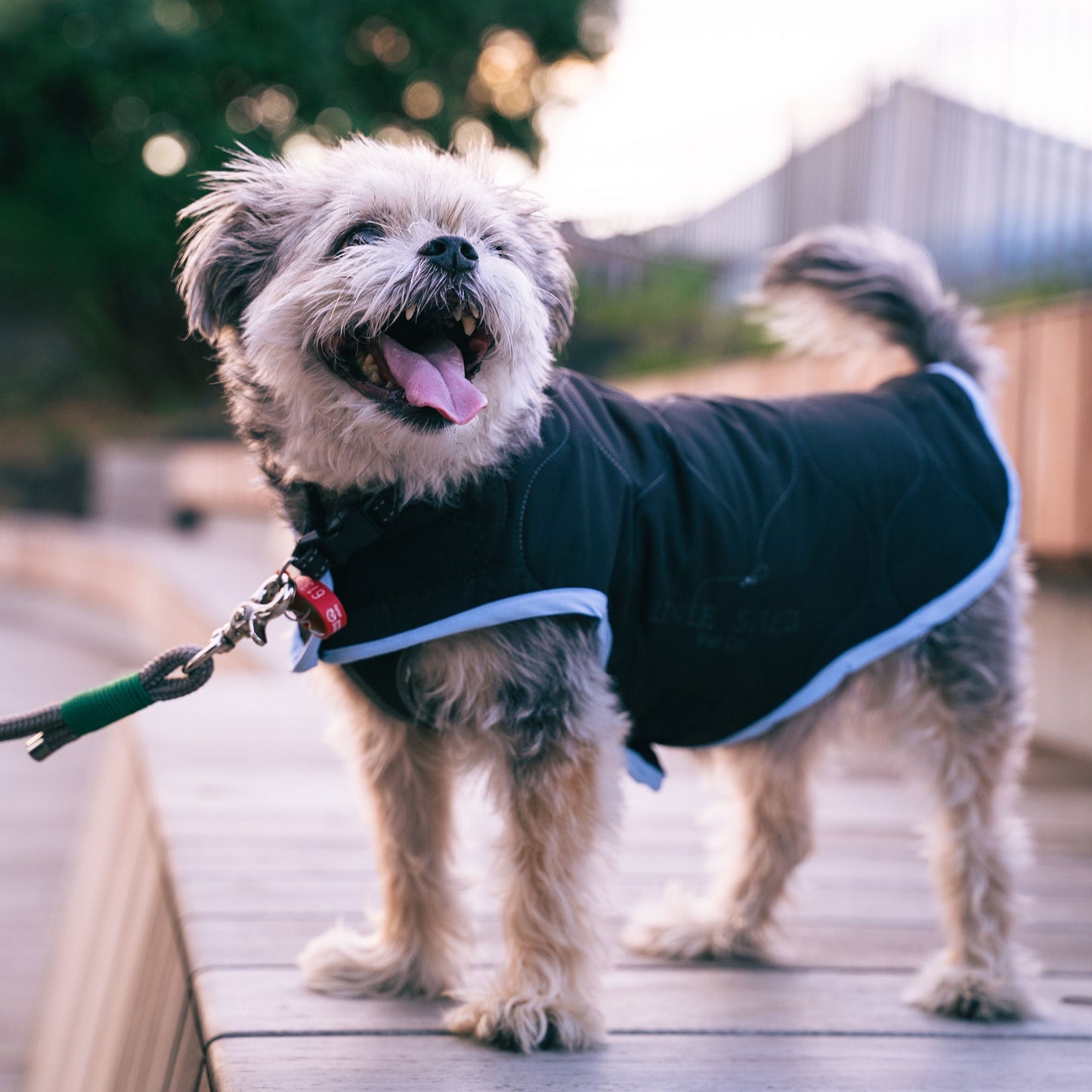 Small dog wearing a black coat on a wooden deck with a blurred background