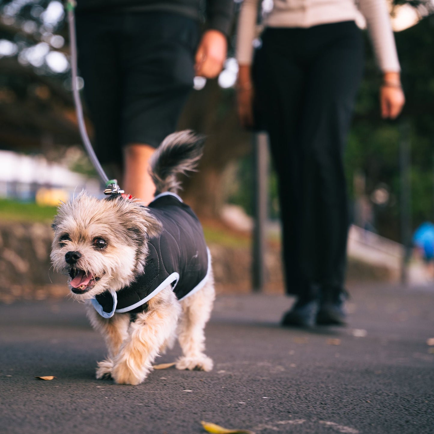 Small dog wearing a jacket and a leash walking outdoors with people in the background