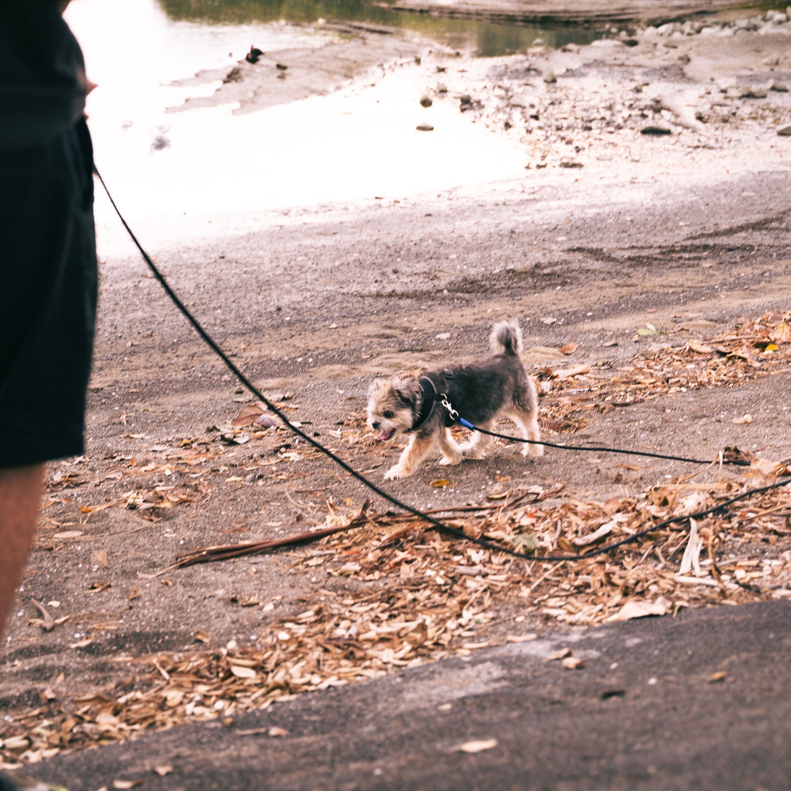 Person walking a dog on a leash in an outdoor setting with dry leaves and dirt.