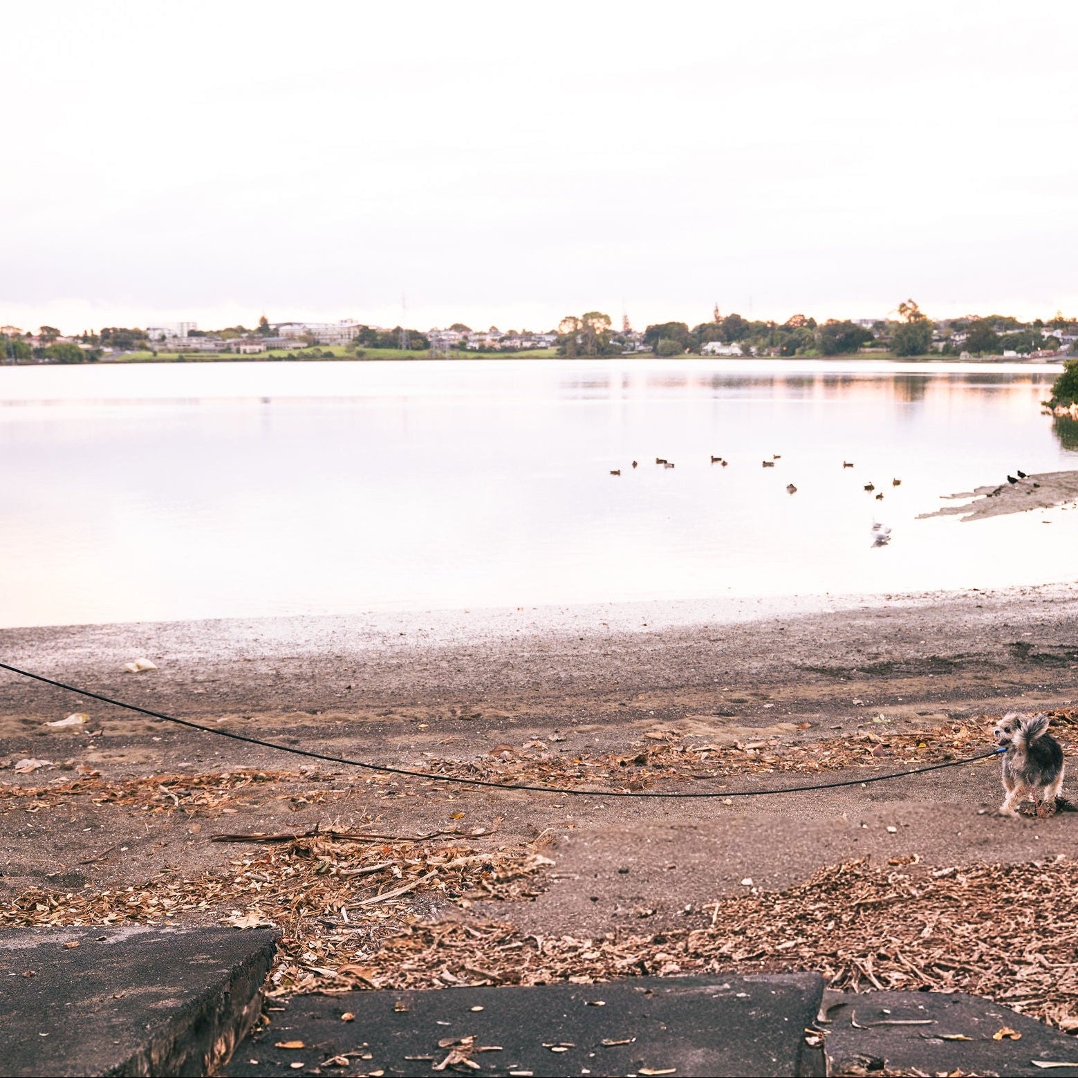 Person walking a dog by a lake with ducks on the water