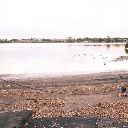 Person walking a dog by a lake with ducks on the water