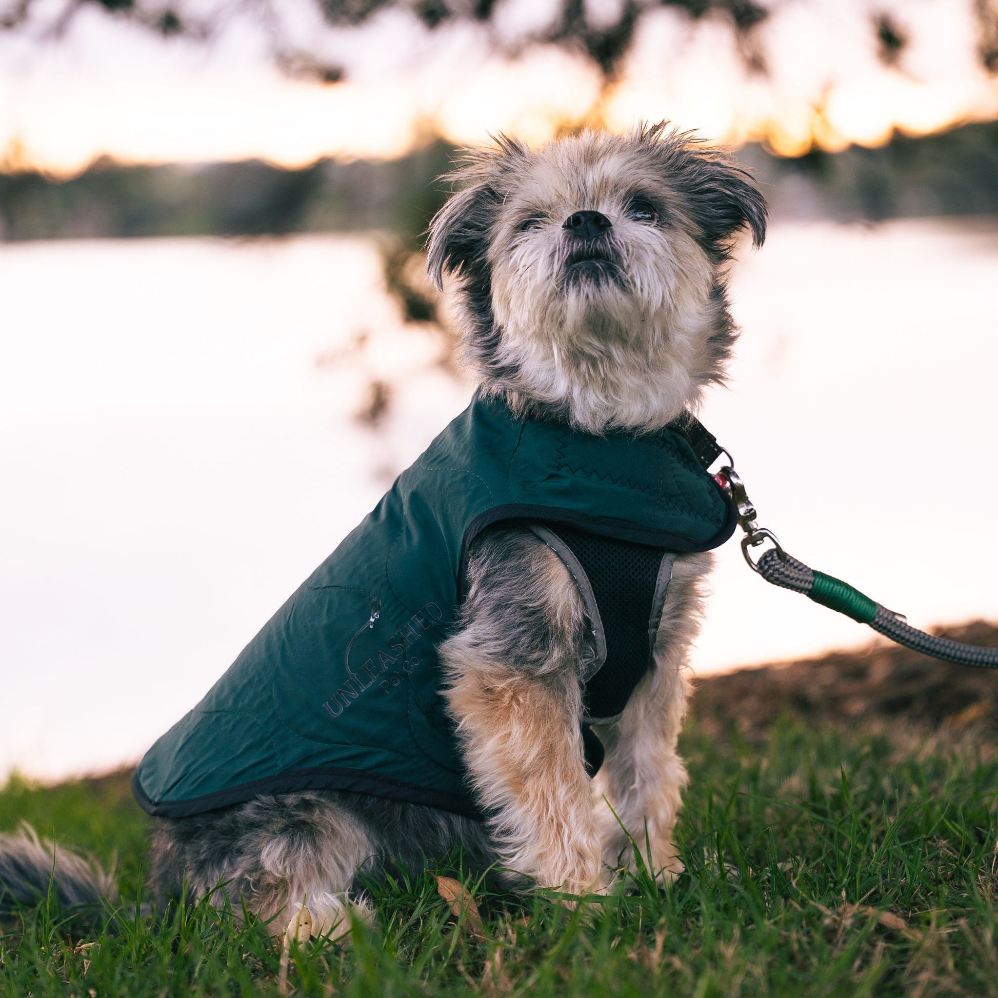Small dog wearing a green jacket sitting on grass with a blurred natural background