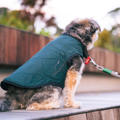 Small dog wearing a green jacket sitting on a wooden deck with a blurred natural background
