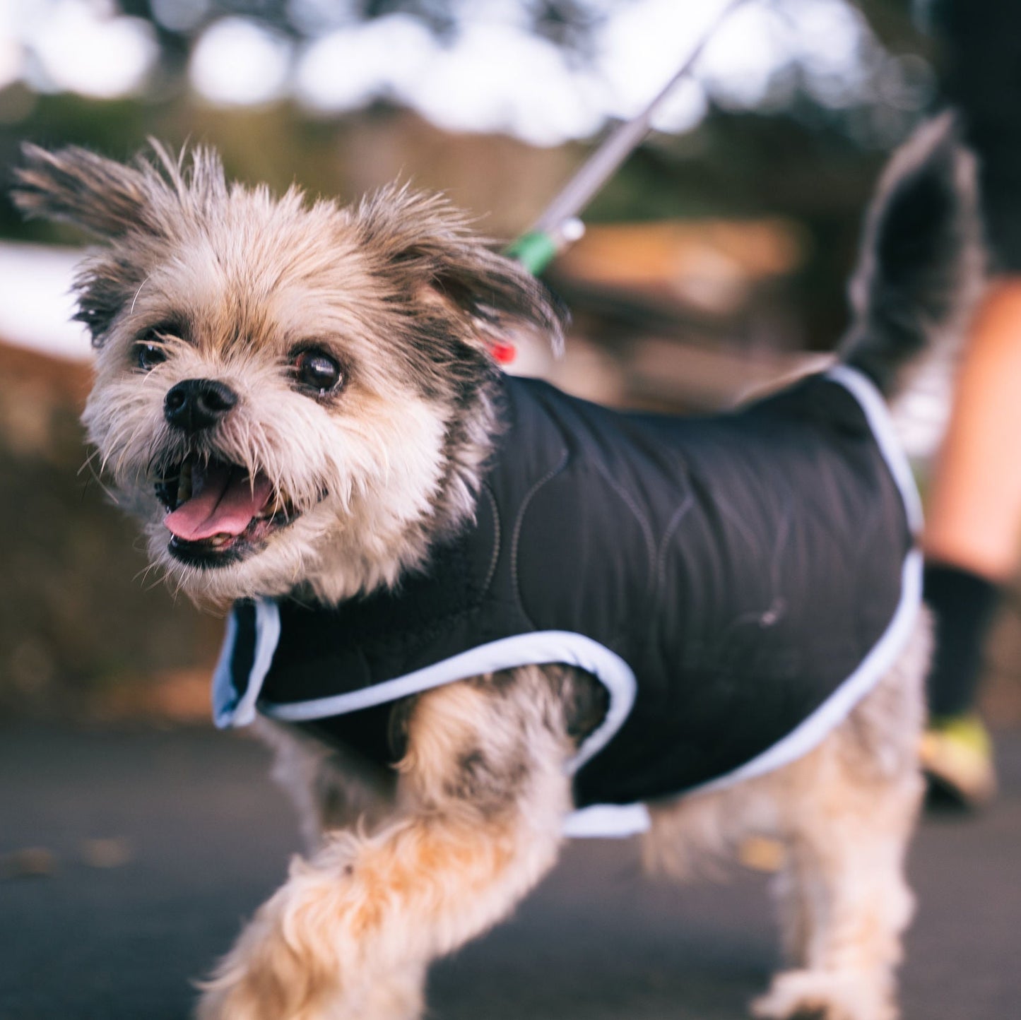 Small dog wearing a black jacket running outdoors with a person in the background.