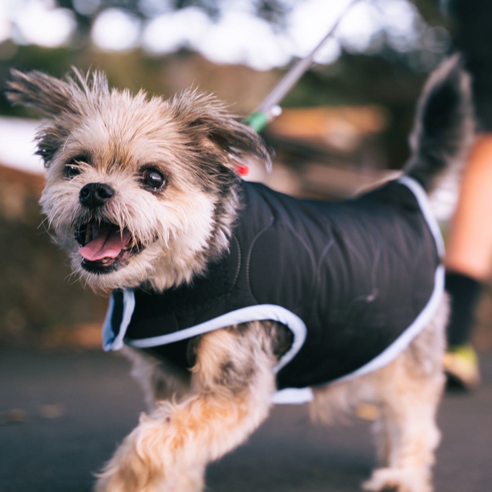 Small dog wearing a black jacket running outdoors with a person in the background.