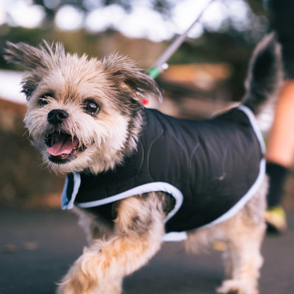 Small dog wearing a black jacket running outdoors with a person in the background.