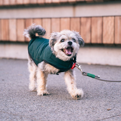 Small dog wearing a green jacket on a leash in an urban setting