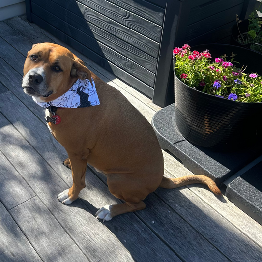 Shaggy Pup, Scrunchy Dog Bandana