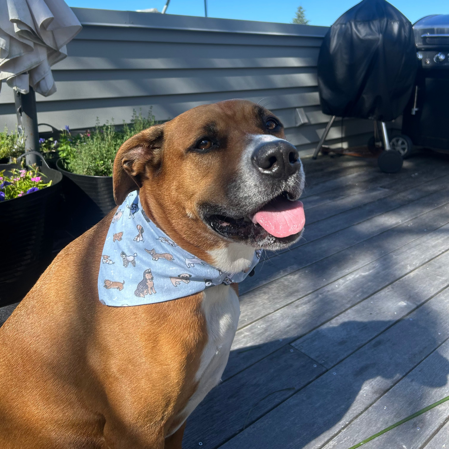 Blue Cartoon Pups, Scrunchy Dog Bandana