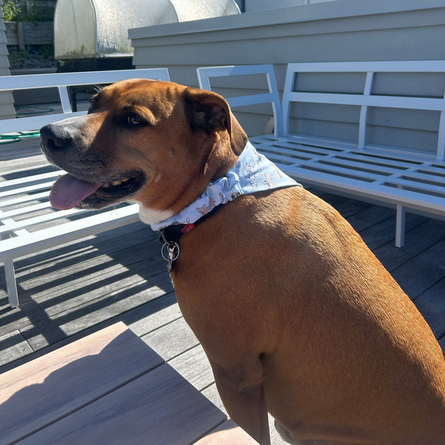 Blue Cartoon Pups, Scrunchy Dog Bandana