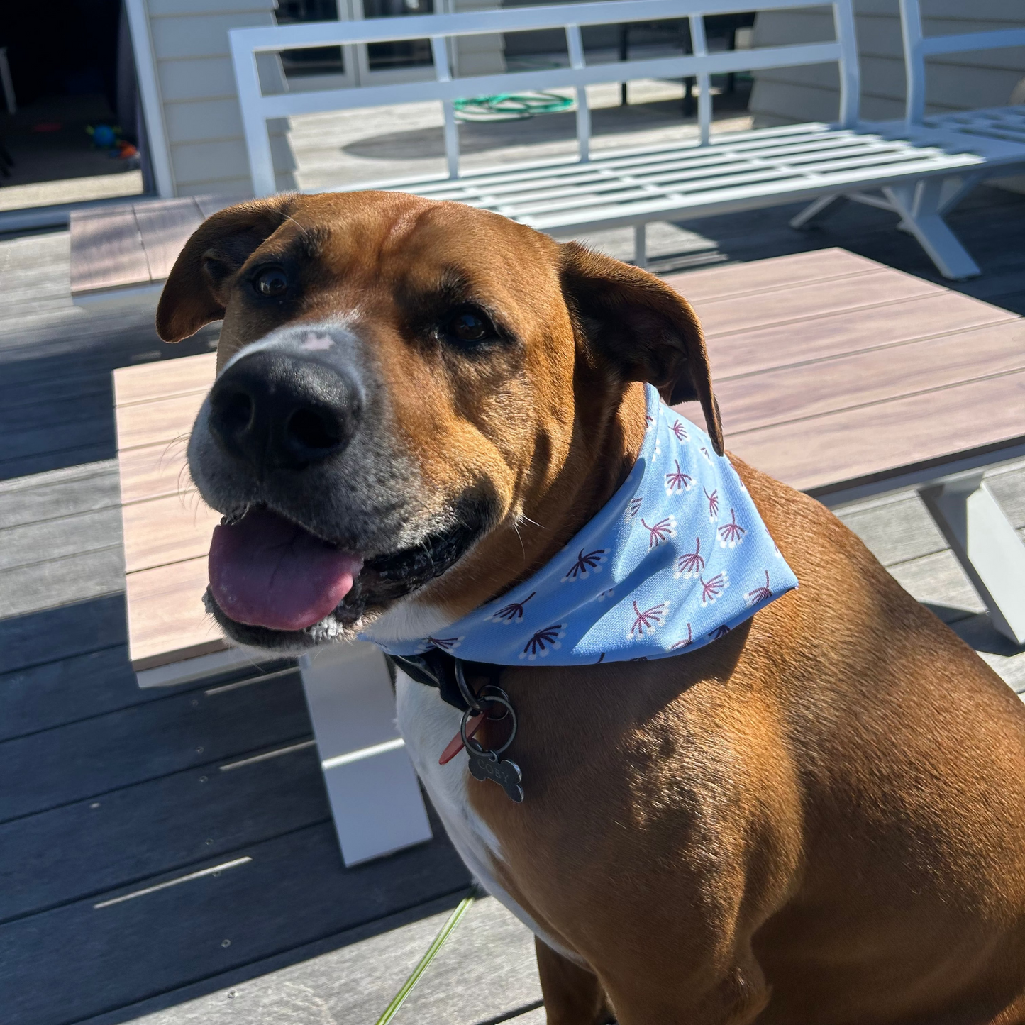 Summer Bloom, Scrunchy Dog Bandana