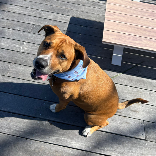 Summer Bloom, Scrunchy Dog Bandana