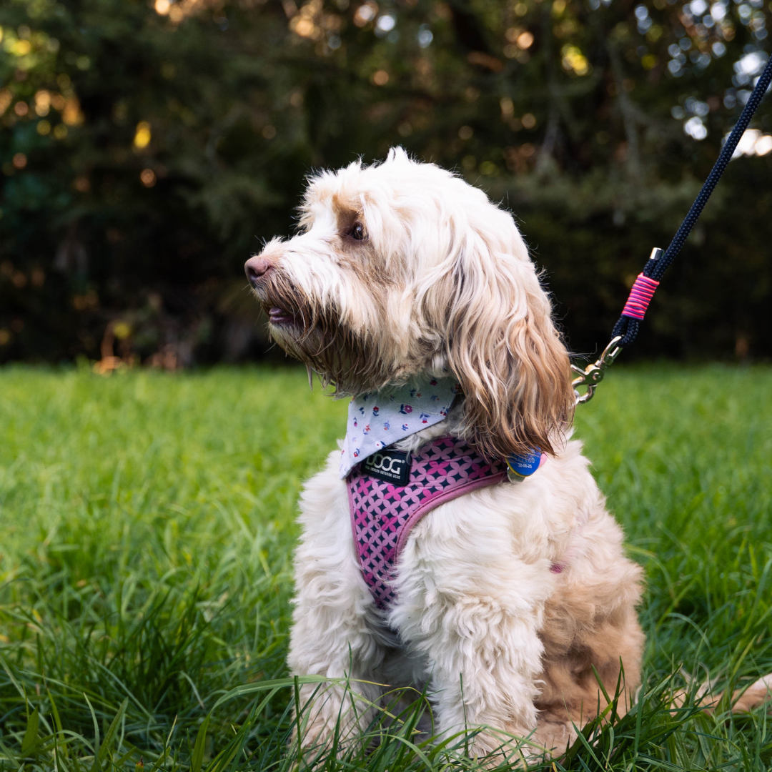 cream coloured dog wearing a pink harness modeling the small snout & about leash, it is the black rope leash with pink and purple paracord wrapped around the joins on the leash. The dog is sitting on the grass with a forest behind her.
