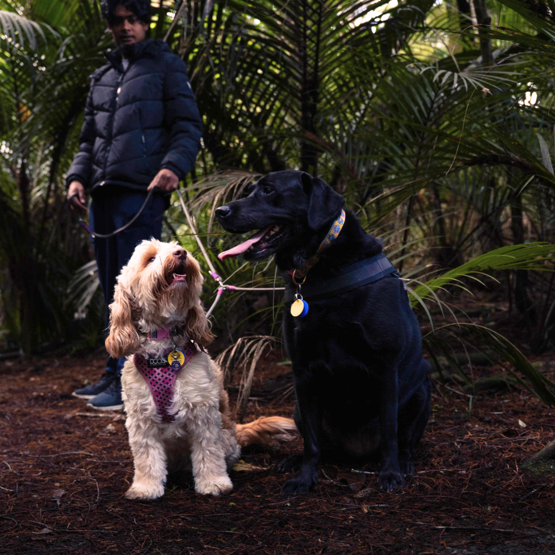 Two dogs using the splitter/dual dog attachment, standing in a forested area with a person in the background.