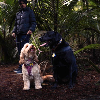 Two dogs using the splitter/dual dog attachment, standing in a forested area with a person in the background.