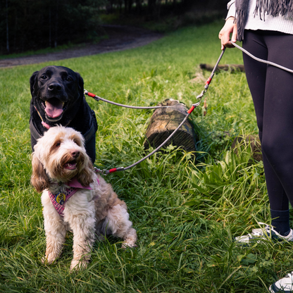 Image of two dogs attached to the splitter which is connected to a small snout & about leash. There is a large black labrador sitting in the grass and in front of her is a small cream dog. 