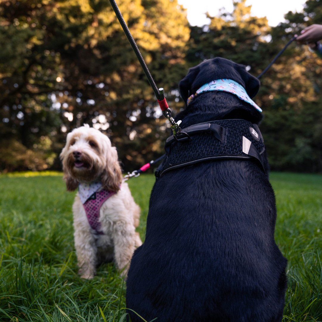 Snout & About Leash - Grey - SMALL